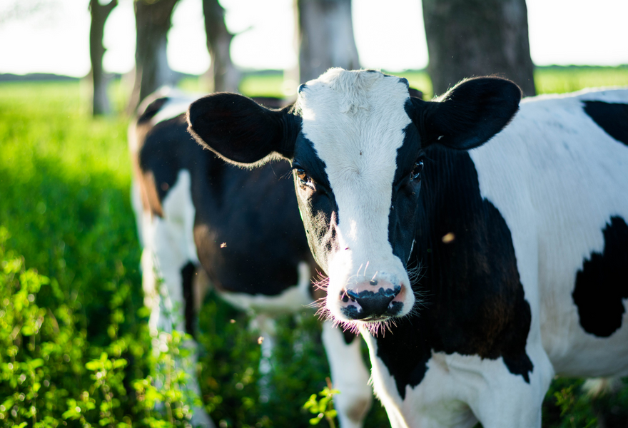 Zelp’s Methane-Reducing Masks For Cattle: Should They Be Face Fit Tested?